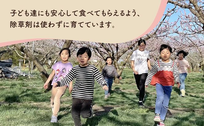 【2026年発送先行予約】　長野県小諸市産桃　約2kg（6～9玉） ギフト用　【Family farm 柏の葉】