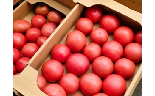 アルプスイーナちゃん トマト（4キロ箱入り）｜伊那市 収穫 美味しい トマト 甘さ 酸味 バランス 濃厚 味 おいしい 空気 ふるさと納税【013-82】