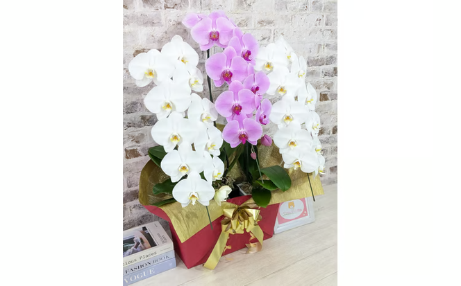 B099　【☆新機能☆ZERO胡蝶蘭】　紅白胡蝶蘭　３本立て＊白・ピンク＊（大輪）＜７つの特典付き！＞〈約高さ９０ｃｍ、横幅５５ｃｍ、奥行き４０ｃｍ〉33輪以上