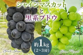 [2025年8月下旬以降お届け] シャインマスカット＆黒系ブドウ詰め合わせ 1kg [0357]