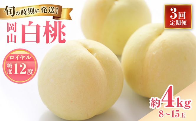 【2026年先行受付】 白桃 3回 定期便 特秀 ロイヤル 大玉 岡山県産 桃 もも モモ 御中元 ギフト 御礼 プレゼント 御礼 御祝 御供 果物 くだもの フルーツ