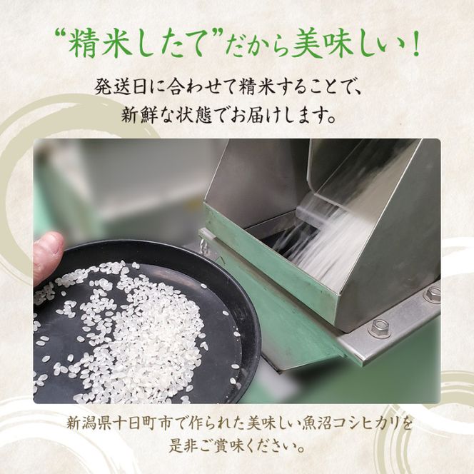 特別栽培米 魚沼産こしひかり(十日町地域) 精米 10kg(5kg×2) 米 お米 コシヒカリ 十日町市