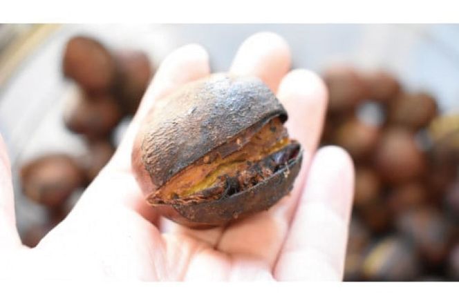 【2026年10月中旬より順次発送】なめがたの焼き栗(300g×3袋)｜栗 焼き栗 焼栗 くり クリ 熟成 真空 真空パック 先行予約 茨城県 行方市(CS-1)