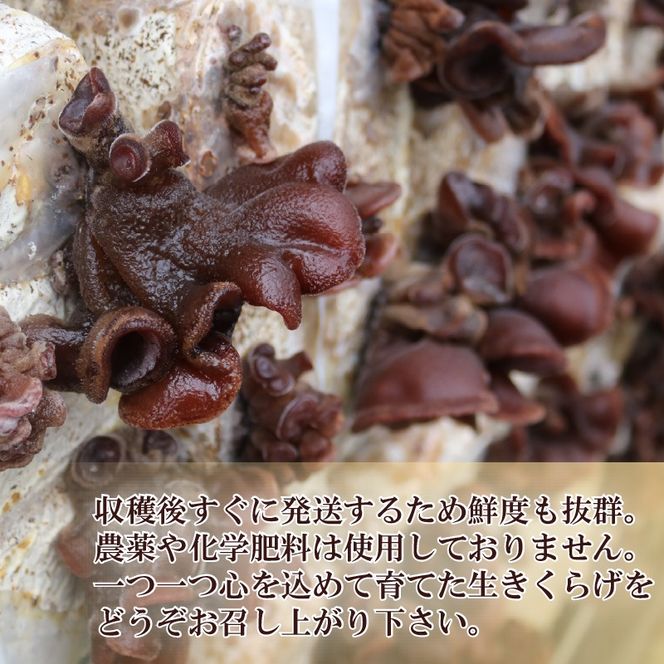 生キクラゲ 500g きくらげ キクラゲ 生きくらげ 木耳 さのさんち きのこ JGAP認証農場 国産 キノコ 調理 料理 中華 ポン酢 ナムル スープ 静岡県 藤枝市