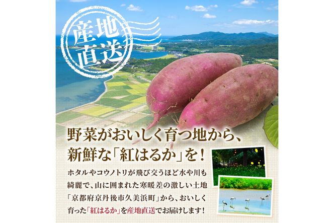 【先行予約】ホクホク美味しい！京丹後産 紅はるか 約1.5kg（土付き）（2026年10月上旬～発送）　MY00016
