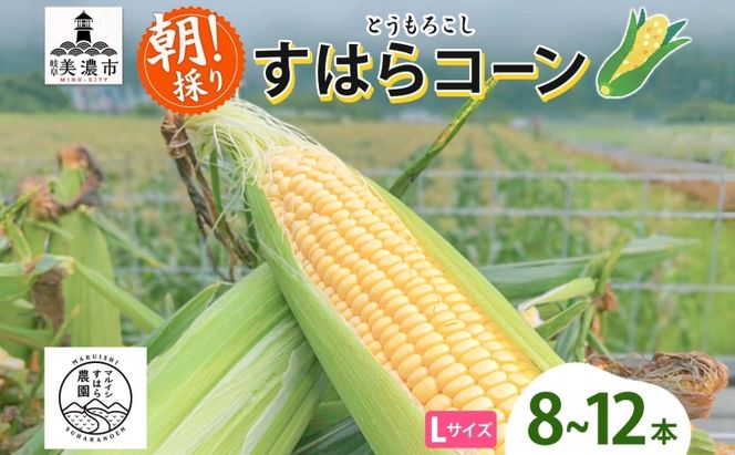 朝採り とうもろこし すはらコーン 8～12本 トウモロコシ イエロー 玉蜀黍 コーン 旬 夏野菜 甘い 朝採れ 自家用 ギフト 手土産 贈答用 産地直送 マルイシすはら農園 岐阜県 美濃市