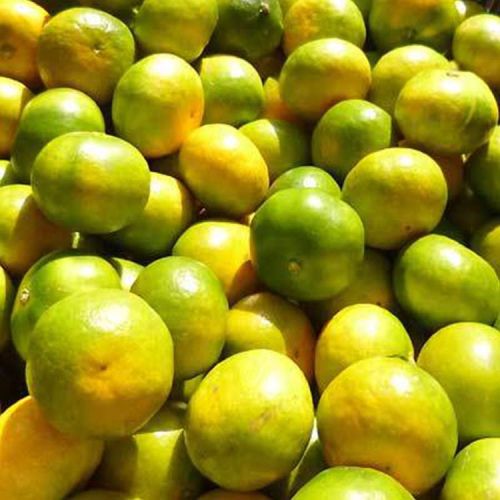 【先行予約】こだわりの極早生みかん 約2kg 農家直送 有機質肥料100% サイズ混合 ｜ みかん 極早生 早生 柑橘 果物 くだもの 果実 フルーツ 和歌山 有田