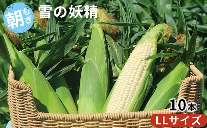 ＜2026年発送＞ 富良野産 “朝もぎ” ホワイトコーン「雪の妖精」10本 LLサイズ とうもろこし コーン