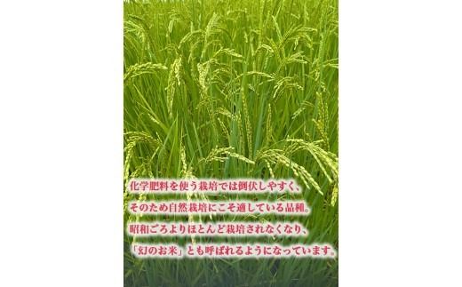 【射水の美味しいお米】【自然栽培農法】自然栽培農家 marufarm 自然栽培米「亀の尾」2kg ※離島への配送不可