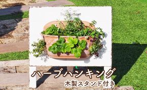 植物 ハーブのハンキング 木製スタンド付き ハーブ インテリア ガーデン 