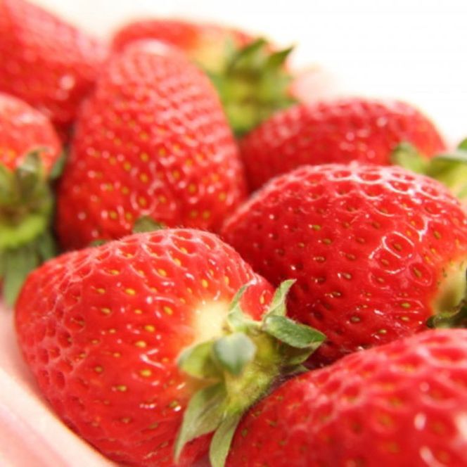 【2月発送】和歌山県産 まりひめ いちご 1箱約1.2kg（300g×4パック）ブランドいちご 