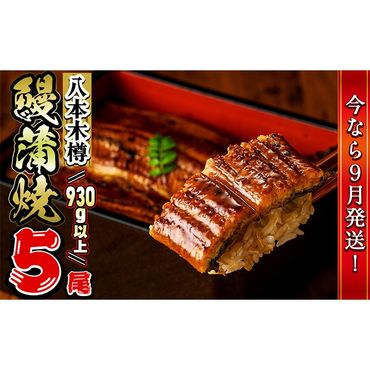 【数量限定】特大! 国産 八本木樽鰻の蒲焼(186g以上×5尾) c0-104