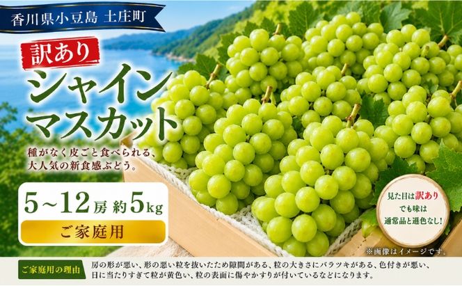 訳あり シャインマスカット  5～12房 約5kg マスカット フルーツ 果物 香川県 土庄町