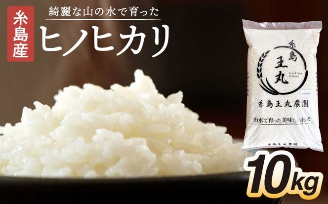 【令和7年産】糸島産 ヒノヒカリ 10kg 糸島市 / 糸島王丸農園 ( 谷口汰一 )【いとしまごころ】[AAZ014]