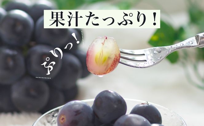 ぶどう 2026年 先行予約 ニュー ピオーネ 4房（1房480g以上）約2kg ブドウ 葡萄 岡山県産 国産 フルーツ 果物 ギフト 