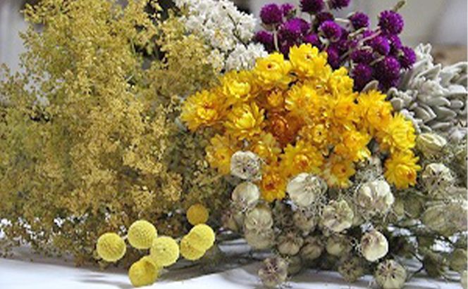 ＜おうちでアレンジ！＞ドライフラワー（色おまかせ）プレゼント付 北海道 南富良野町 ドライフラワー 花 お花 華 花束 ファッション小物 インテリア 贈り物 