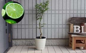 種なし スダチ 6号 鉢植え 苗木 すだち 