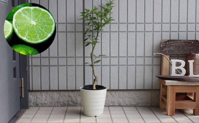 種なし スダチ 6号 鉢植え 苗木 すだち 