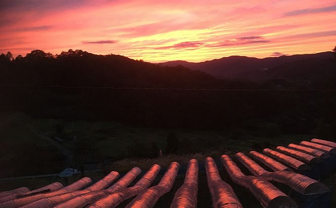 シャインマスカット 1房 600g前後 葡萄 フルーツ 岡山 高梁市産 ぜきお農園 ぶどうclub 2026年 先行予約 果物類 ブドウ 果物 