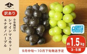 【訳あり】シャインマスカット ＆ ナガノパープル 約1.5kg 3～5房 ［小布施屋］家庭用 規格外 不揃い 傷 果物 フルーツ ぶどう 葡萄 ブドウ 数量限定 期間限定 クール便 冷蔵便 令和7年産 【2025年9月中旬～10月下旬発送】 ［A-218］