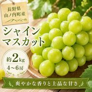 【2026年9月～発送】シャインマスカット約2kg 4～6房 長野県産