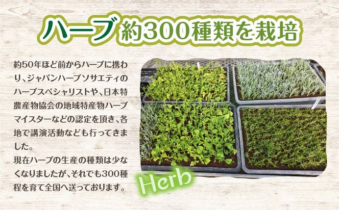 【ハーブショップYOU'樹】【おまかせセット】『ハーブとの出会いから約50年。山梨県唯一の「地域特産物マイスター」が育てるハーブ苗』和ハッカの苗 3号ポット 12品種セット SWBE014