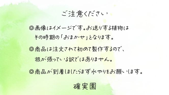 寄せ植え 江戸の四季 【 3ヶ月に1回お届け (全4回お届け) 】	 植物 季節 旬 ガーデニング インテリア 定期便