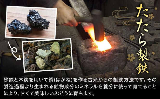 【先行予約】たたらみねらる ほほえみ 選べる 1房(約650g) 2-3房(約1.3kg) Ｙ＆Ｇ．ディストリビューター株式会社《2026年8月中旬-10月上旬頃出荷》岡山県 笠岡市 果物 フルーツ ブドウ お取り寄せフルーツ シャインマスカット の交配品種---Y-43---