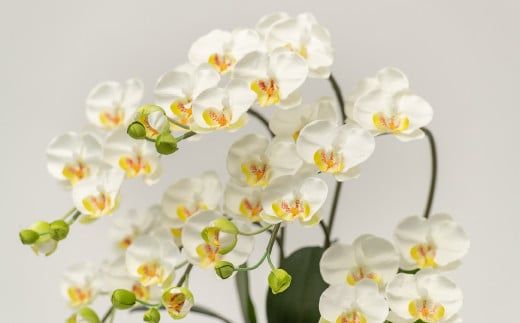 光触媒胡蝶蘭「遥(はるか)」 白黄　D-624