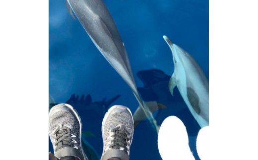 ホエールウォッチング 大人１名と子供1名分相当 11000円分クーポン レジャー 体験型 アクティビティ ウォッチング 観察 旅行 観光 遊ぶ クジラ くじら【宇佐ホエールウォッチング協会】 [BQCH002]