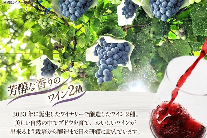ワイン シャインマスカット醸しワイン 樽熟成赤ワインセット 750ml x 2本 [Creation farm 山梨県 韮崎市 20745402] 飲み比べ 飲み比べセット 山梨 ワイン わいん wine シャインマスカット 赤ワイン 赤 お酒 酒 甘口 洋酒