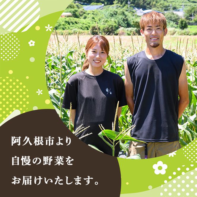 無洗米 あきほなみ (10kg) 国産 米 お米 コメ 白米 アキホナミ ごはん ご飯 お弁当 おにぎり 特A 【うとさんち】akn067-22