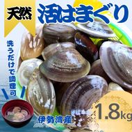 天然 はまぐり 1.8kg | 活はまぐり 天然はまぐり 蛤 ハマグリ 伊勢湾 天然 活 冷蔵 魚介 魚貝 海鮮 貝 出汁 だし 味噌汁 酒蒸し グラタン お祝い ひなまつり 節句 おせち 贅沢 人気 おすすめ 愛知県 美浜町 ※北海道・沖縄・離島への配送不可