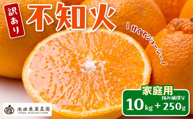［先行予約］家庭用 不知火10kg+250g（傷み補償分）［デコポンと同品種・人気の春みかん］［わけあり・訳あり］ CZ147