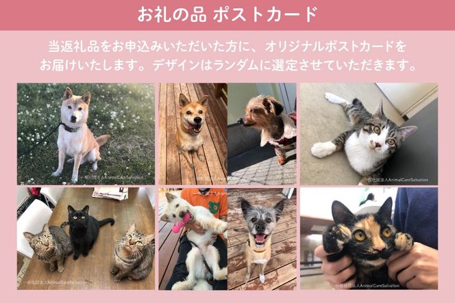 愛護支援、去勢・避妊治療支援 5000円 [Animal Care Salvation 福岡県 筑紫野市 21761526] 動物 ペット 愛護 TNR 保護 動物福祉 保護施設 里親 犬 猫 イヌ ネコ いぬ ねこ 動物愛護 保護活動 支援