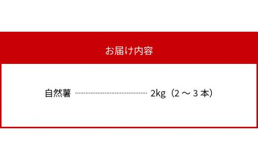 元気ばりばり　じねんじょう　自然薯　N020-YB354