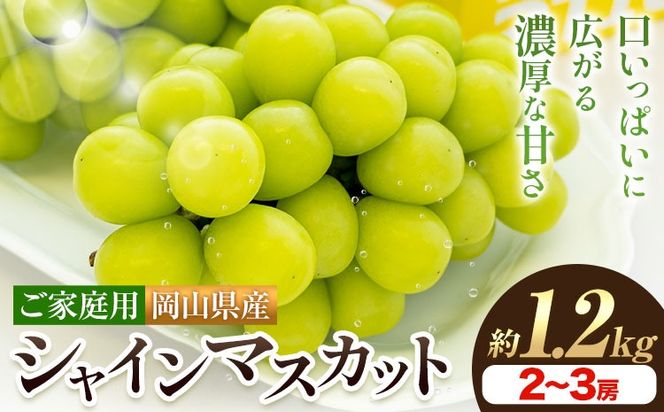 岡山県産 ご家庭用 シャインマスカット 2～3房 約1.2kg 《9月上旬-10月下旬頃出荷》 岡山県 笠岡市 マスカット ぶどう 葡萄 果物 フルーツ【配送不可地域：離島】---H-103---