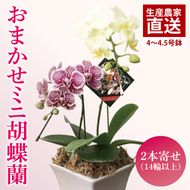 おまかせミニ胡蝶蘭（2本寄せ14輪以上）【陶器鉢】【お花 花 コチョウラン 胡蝶蘭 蘭 贈り物 プレゼント 誕生日 お祝い 誕生日 母の日 父の日 敬老の日 鹿嶋市 茨城県】（KAR-4）