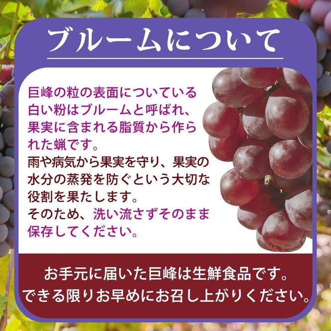 紀州有田産の種なし巨峰ぶどう約２kg【先行予約】【2025年8月下旬以降発送予定】 AN026