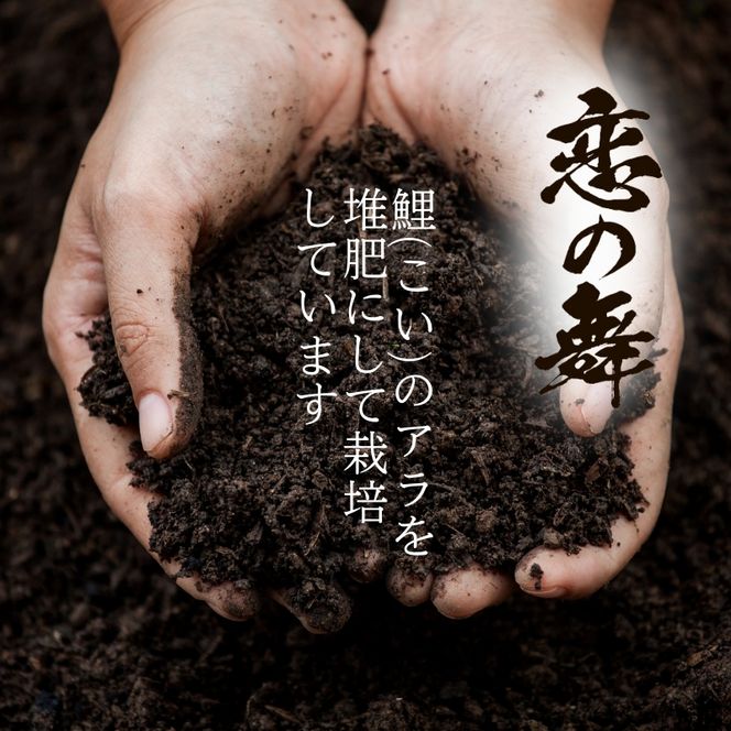 令和7年産特別栽培米 恋の舞 ササニシキ にかほ 精米 5kg　[ 米 コメ こめ 秋田県産 国産米 ]