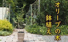 植物 オリーブ 木 鉢植え アンティーク テラコッタ鉢 21cm ガーデニング 