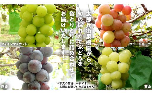 旬のぶどう詰合せ 色とりどりの種類おまかせ 約2kg(3～6房) (石岡市 共通返礼品)  ぶどう シャインマスカット 巨峰 詰め合わせ 果物 フルーツ 旬 人気 産直 採れたて 新鮮 秋 国産 【 2026年9月中旬から発送開始 】