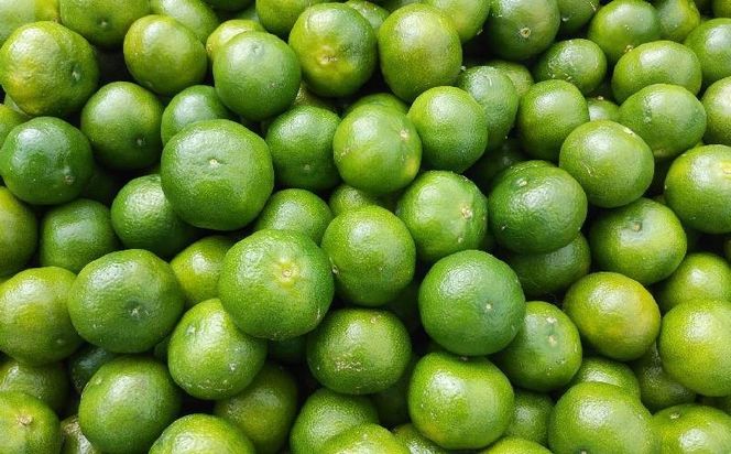 【2026年発送】大宜味村産 アーウィン種マンゴー　秀品2キロ以上（青ぎりシークワーサー800ｇ付き） フルーツ 果物 くだもの 果実 沖縄 大宜味村 食べ物 国産 秀品 九州産 産地直送 ギフト プレゼント トロピカル 送料無料 甘味 スイーツ お取り寄せ デザート マンゴー