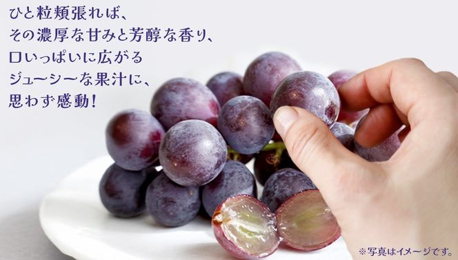 巨峰 ２房 【2026年7月上旬発送開始】(茨城県共通返礼品：大子町) ぶどう 葡萄 ブドウ フルーツ 果物 スイーツ