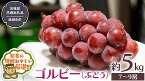 ゴルビー （ ぶどう ） 約5キロ（7～9房）【2025年9月から発送開始】 （茨城県共通返礼品 [ぶどう]：結城市産） ぶどう ゴルビー 果物 フルーツ 季節 旬 [BI390-NT]