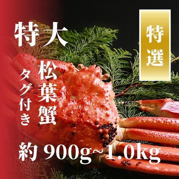【特選】松葉ガニ 特大サイズ 約900g～1kg タグ付(茹で) 312011_EG001