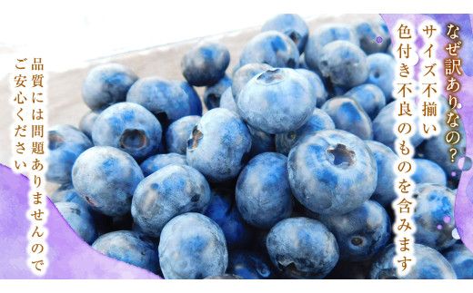 ≪先行予約≫【 訳あり 】 朝採れ 完熟 ブルーベリー 1050g ( 350g × 3パック ) 【 2026年 7月中旬頃より発送開始 】 ぶるーべりー フルーツ 果物 くだもの 新鮮 ベリー 小分け 朝どり 国産 生 規格外 不揃い