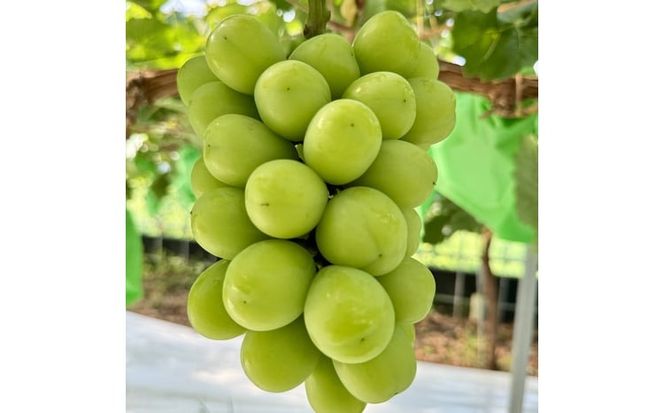 ぶどう 2026年 先行予約 話題の品種 富士の輝＆こだわりのシャインマスカット 贈答ランク 合計約1.2kg ブドウ 葡萄 岡山県産 国産 フルーツ 果物 ギフト 【 Nini farm 農家 直送 】 [№5735-3312]