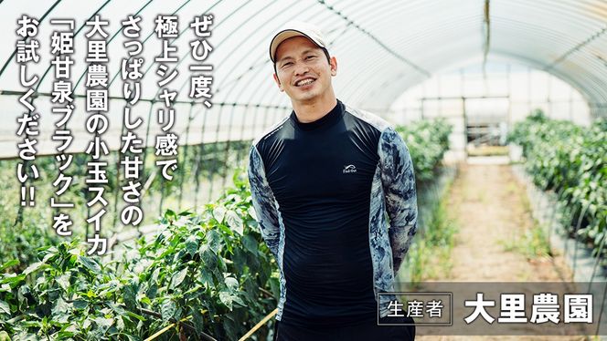 【 先行予約 2026年6月下旬以降発送 】八千代町産 小玉スイカ ピノガール 1箱（2玉入） タネが小さい すいか [SF005ya]