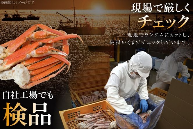 【CF01】訳あり ボイル ずわいがに 肩付き脚 総重量1kg [カネダイ 宮城県 気仙沼市 20564325_CF01] カニ かに 魚介類 ズワイガニ ずわい蟹 ズワイ蟹 ずわい ズワイ 蟹 カニ カニ脚 蟹脚 不揃い 規格外 海鮮 ご褒美
